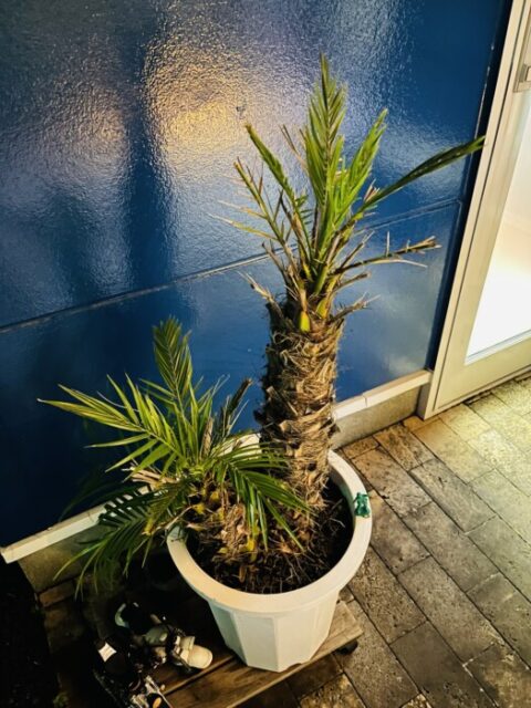 復活です！